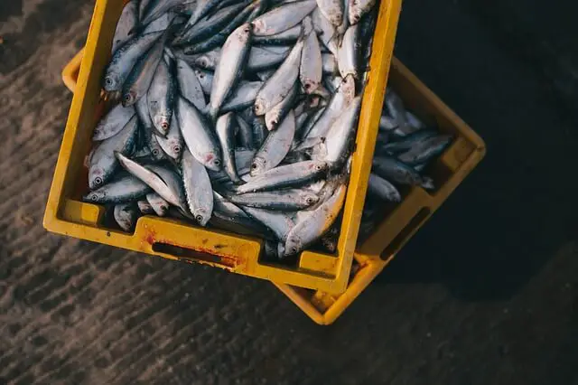 fish in basket