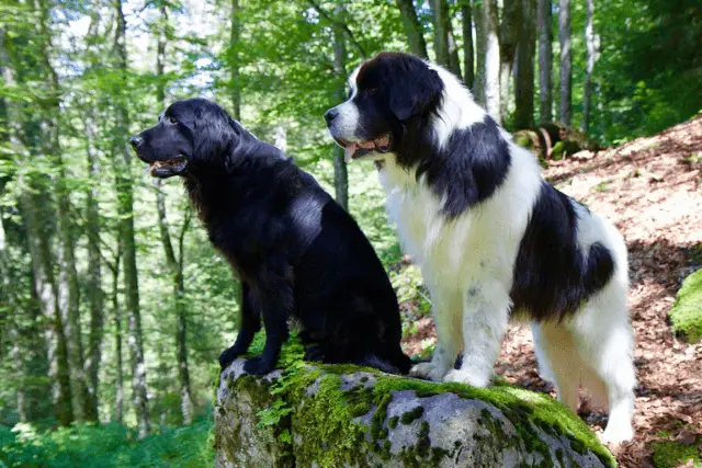 Flat-Coated Retriever