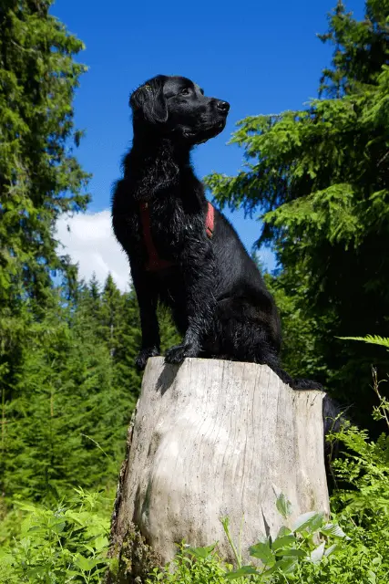 Flat-Coated Retriever