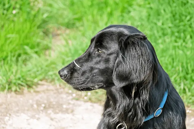 Flat-Coated Retriever