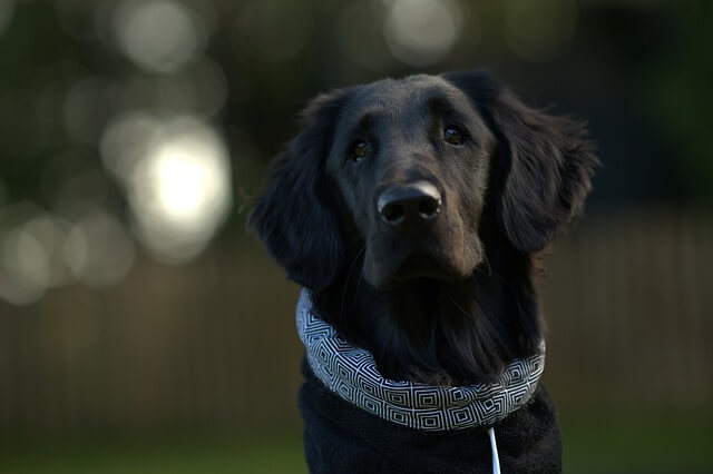 flatcoated-retriever