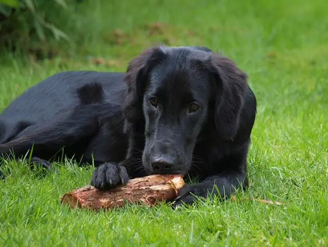 Flat-Coated Retriever on grass