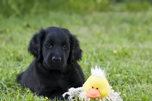 Flat-Coated Retriever puppy