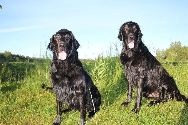 Flat-Coated Retrievers