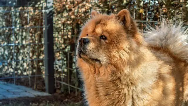 fluffy chow chow