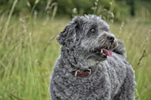 fluffy dog in a meadow