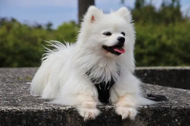 fluffy dog laying down