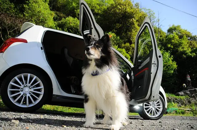 fluffy dog near car