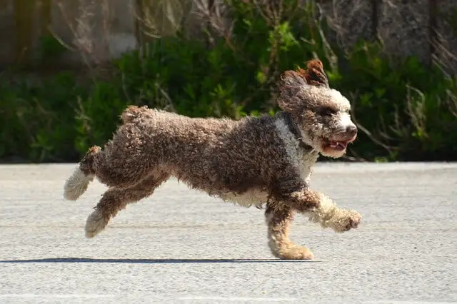 fluffy dog running