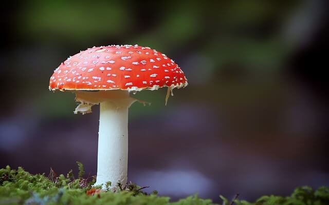 fly-agaric toxic mushroom