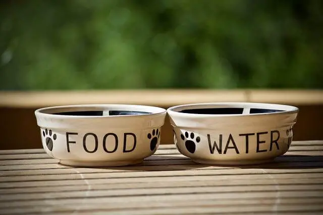 food and water dog bowls