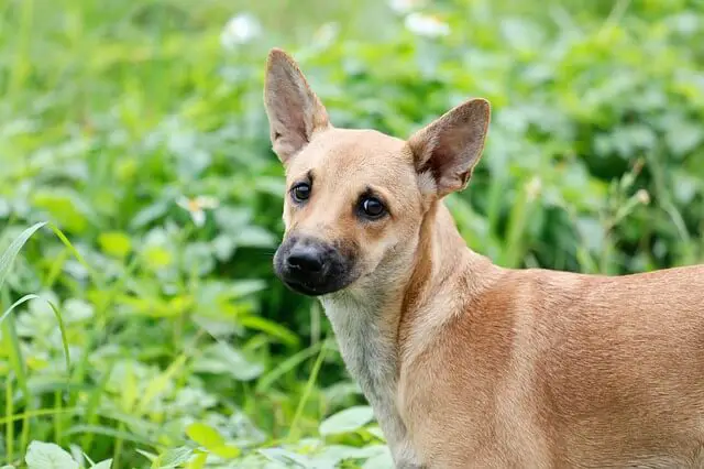 formosan mountain dog in grass