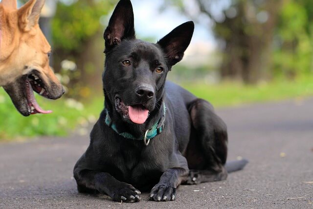 formosan mountain dog laying