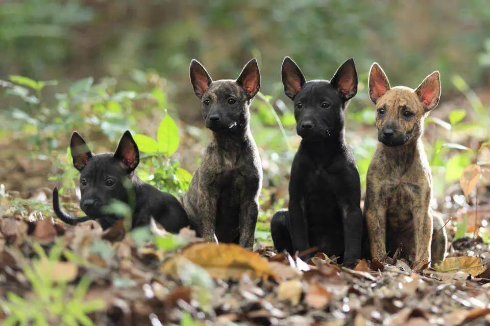 Formosan Mountain Dog puppies