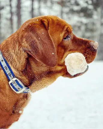 fox red lab with toy