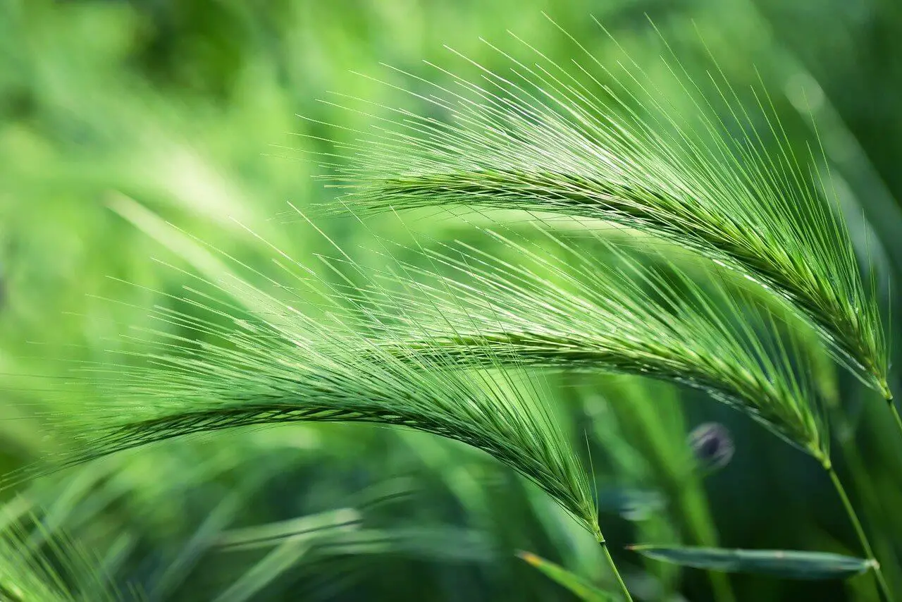 foxtail-barley