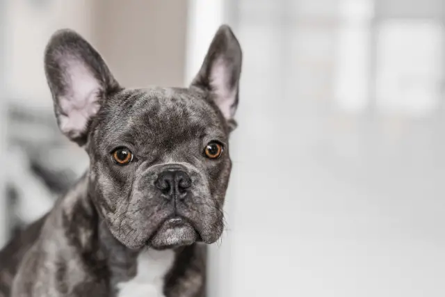 French Bulldog | Dog Breed Info, Guide & Care