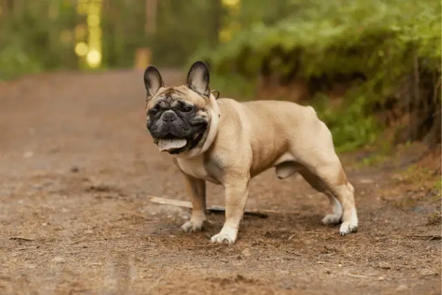 French Bulldog