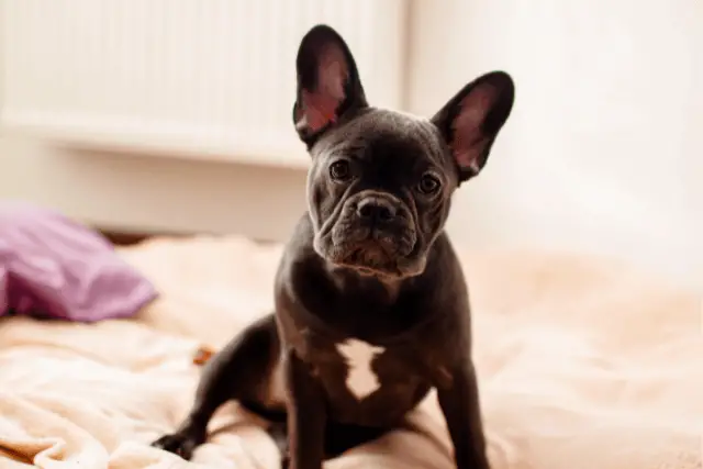 French Bulldog | Dog Breed Info, Guide & Care