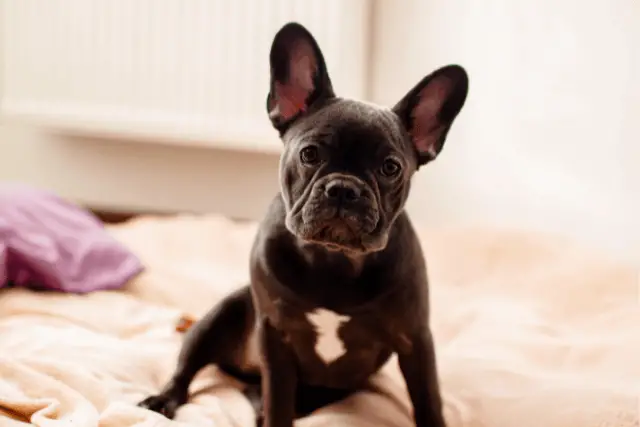 French Bulldog