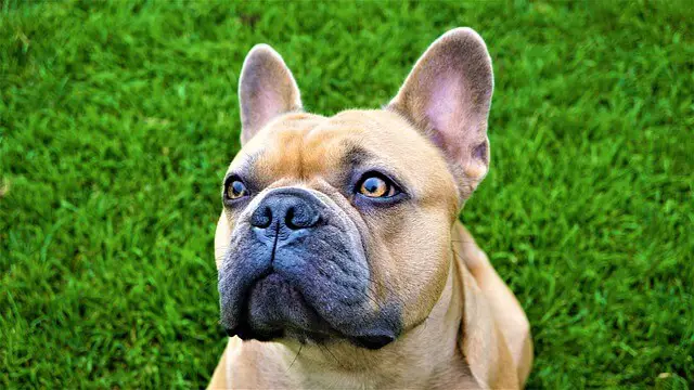 Bulldog francese