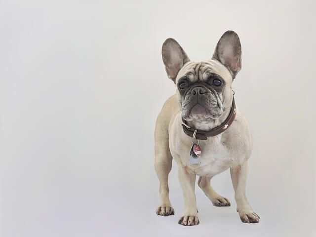 french-bulldog