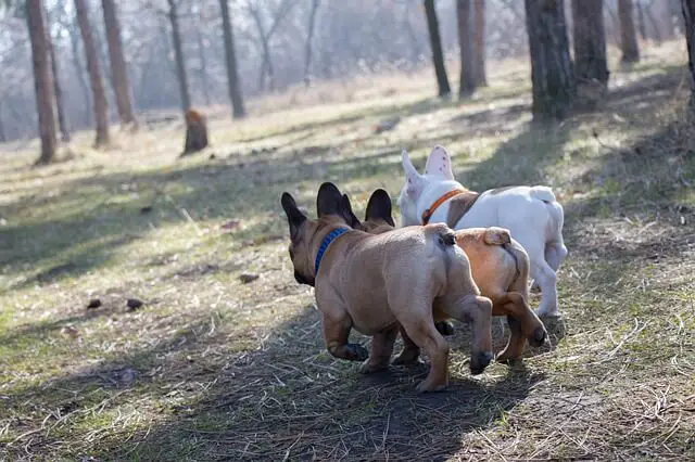 french bulldog behinds