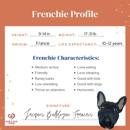 caratteristiche del bulldog francese