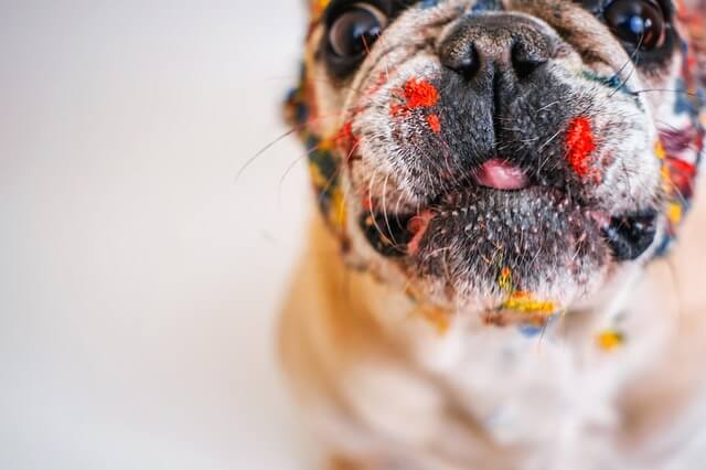 primo piano del bulldog francese