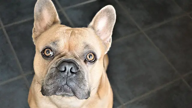 french-bulldog eyes from below