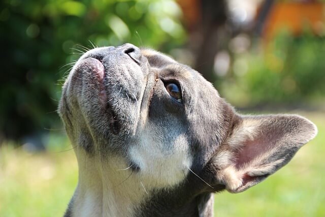 french-bulldog face