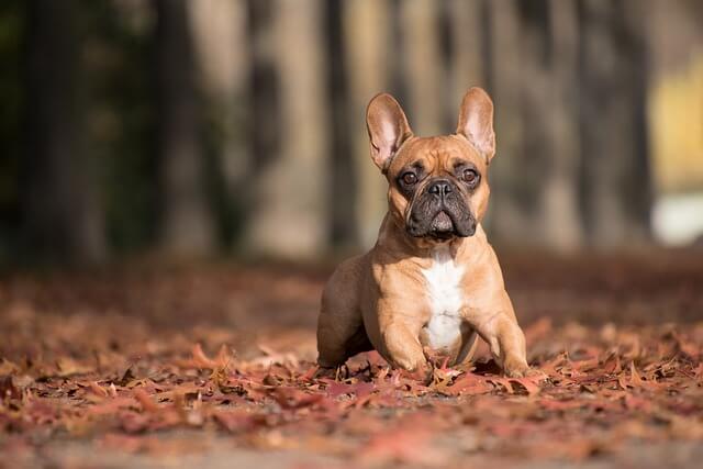 french bulldog