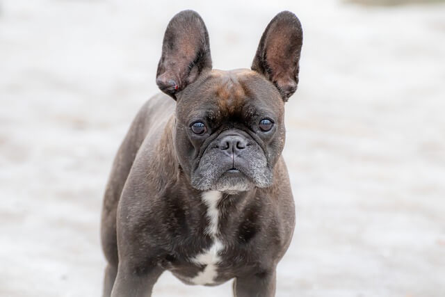 french bulldog front