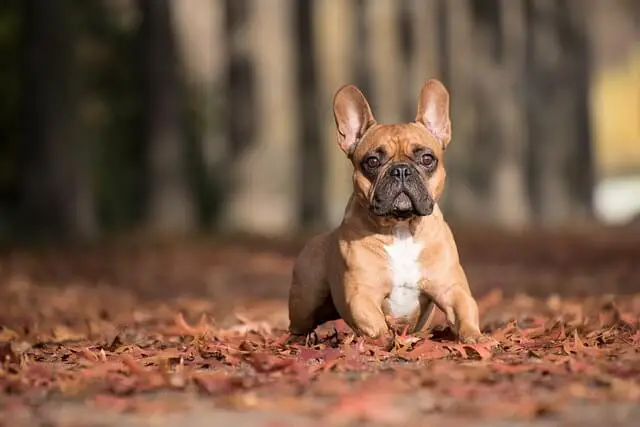 french bulldog in woods