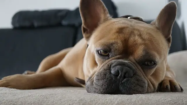 french bulldog laying