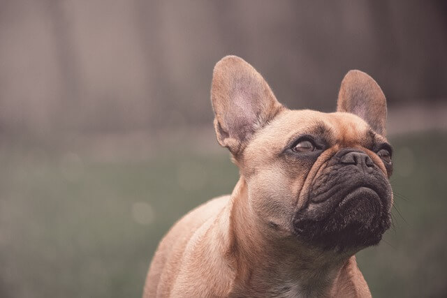 french-bulldog looking up