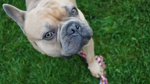 french-bulldog looking up