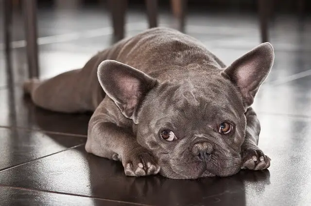 french bulldog