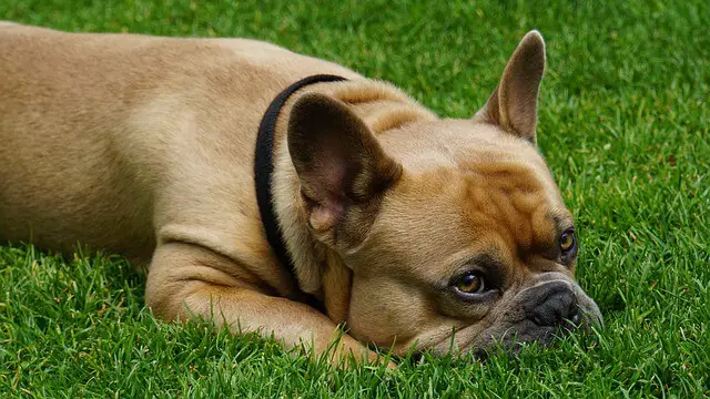 french bulldog on grass