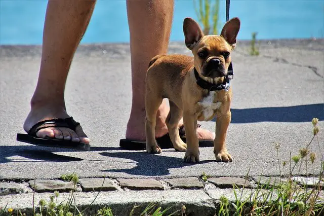 bulldog francese al guinzaglio