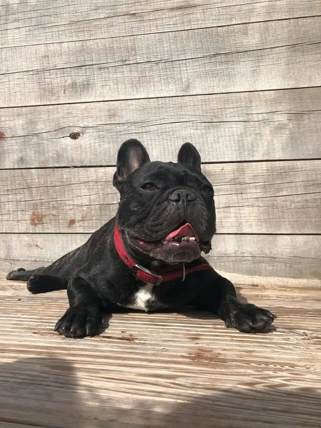 french bulldog on sun