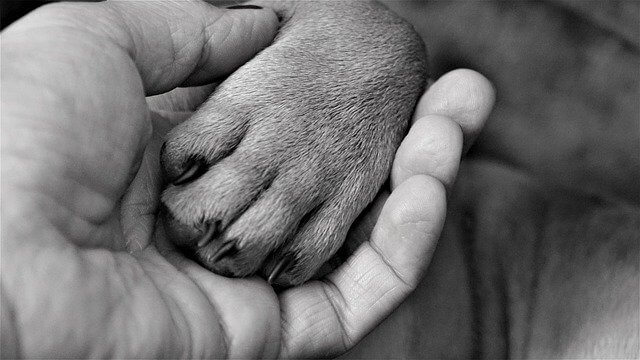 french bulldog paw