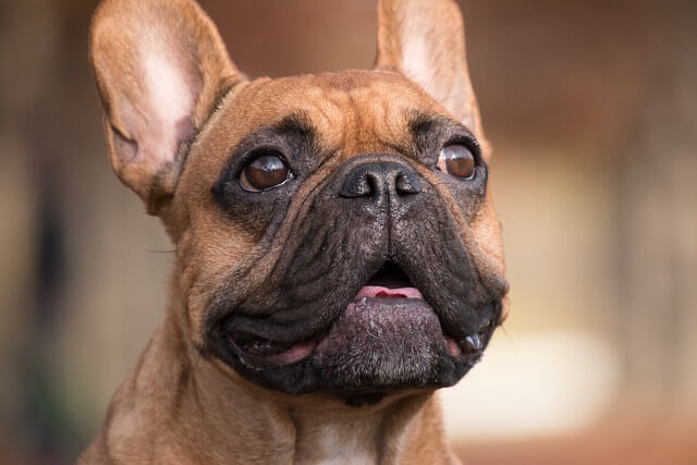 french bulldog profile