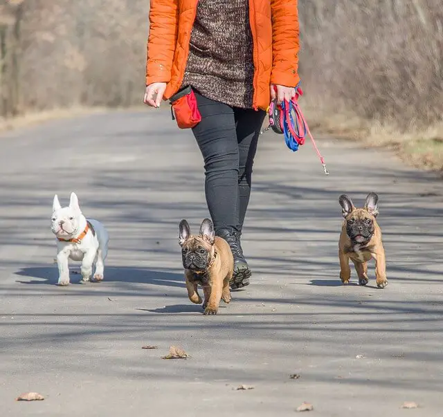 french-bulldog puppies walking