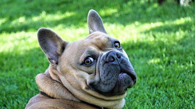 french-bulldog scared