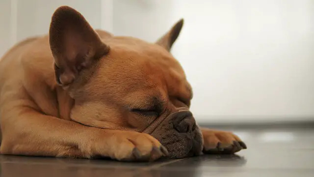 french bulldog sleeping