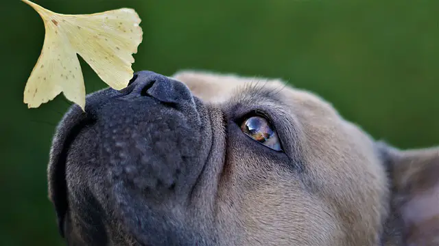 french-bulldog smelling a leaf