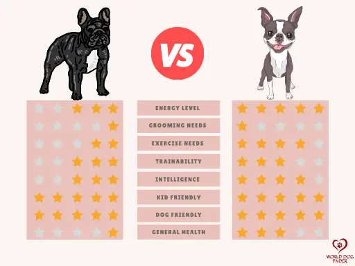 french bulldog vs boston terrier