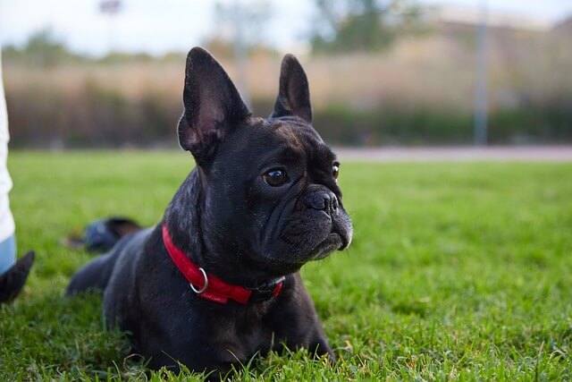 french-bulldog