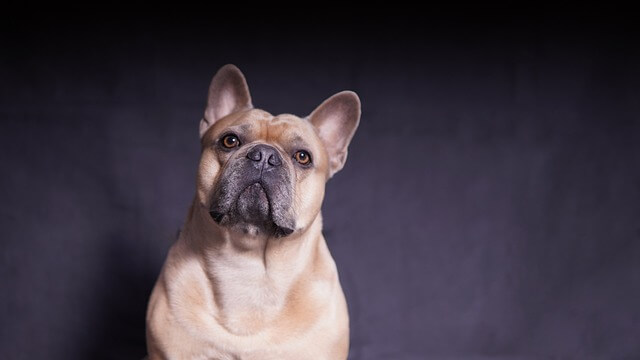 french-bulldog